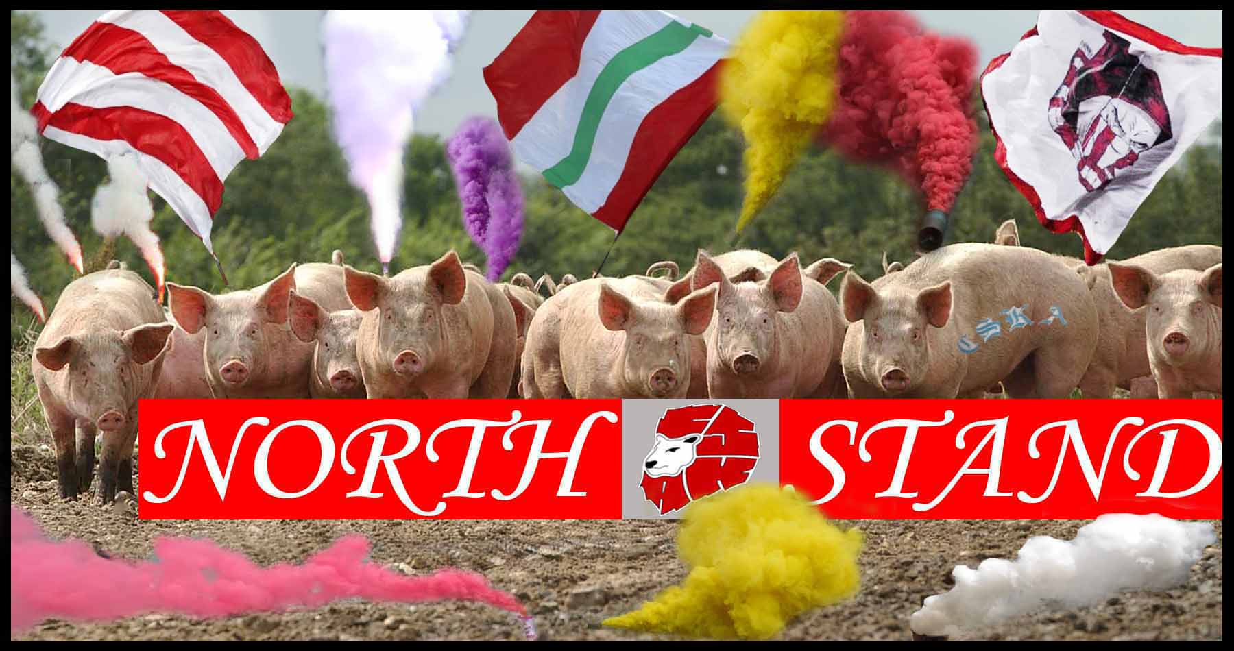 Pigs_1.jpg