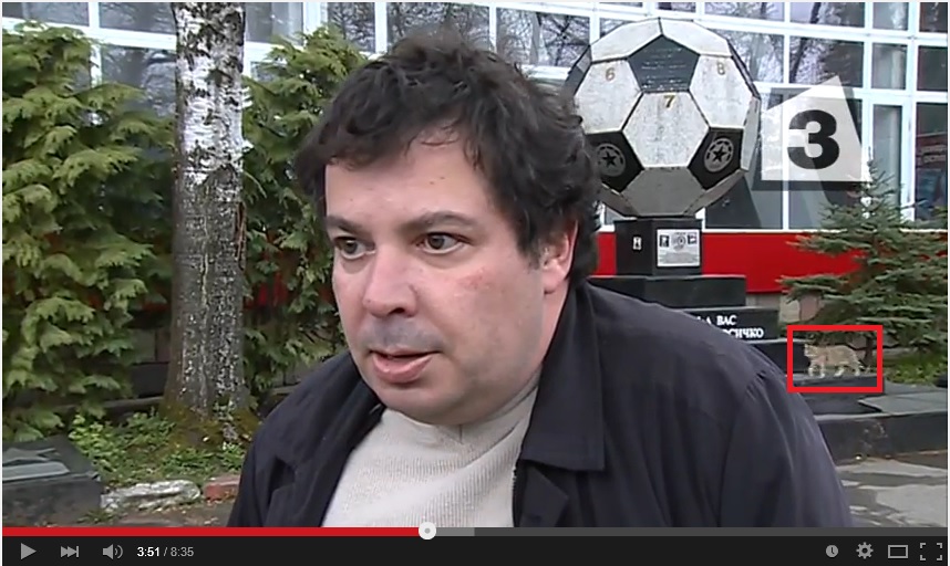kotka.jpg