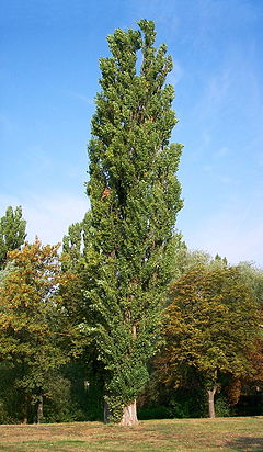 240px-Populus_nigra-bekes.jpg