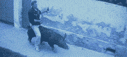 70ko.gif