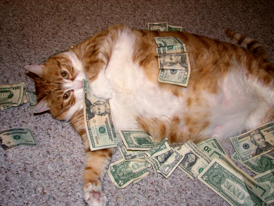 vtb cat.jpg